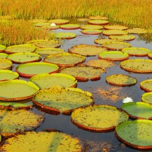 Aquatic plants in the early sunlight